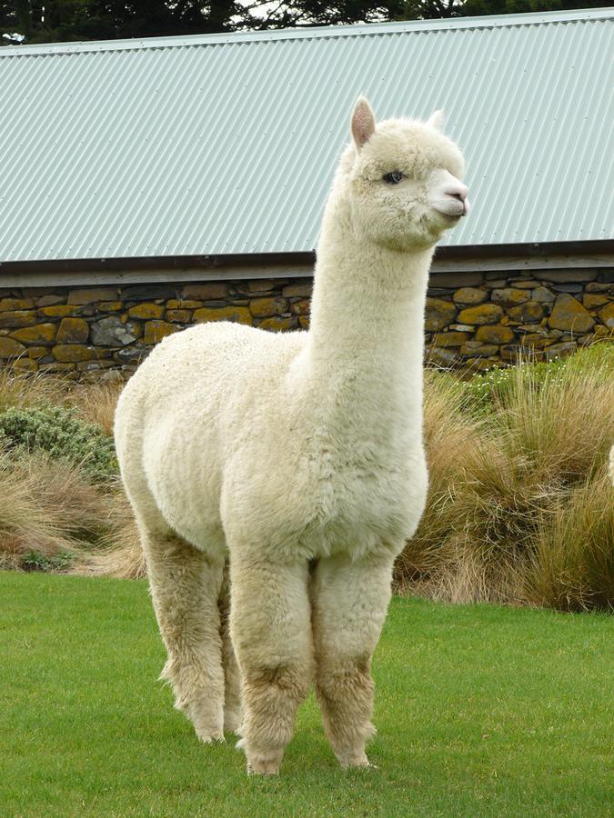 Alpaca Farmstay Dunedin Zewnętrze zdjęcie