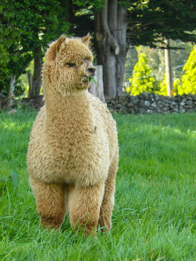 Alpaca Farmstay Dunedin Zewnętrze zdjęcie