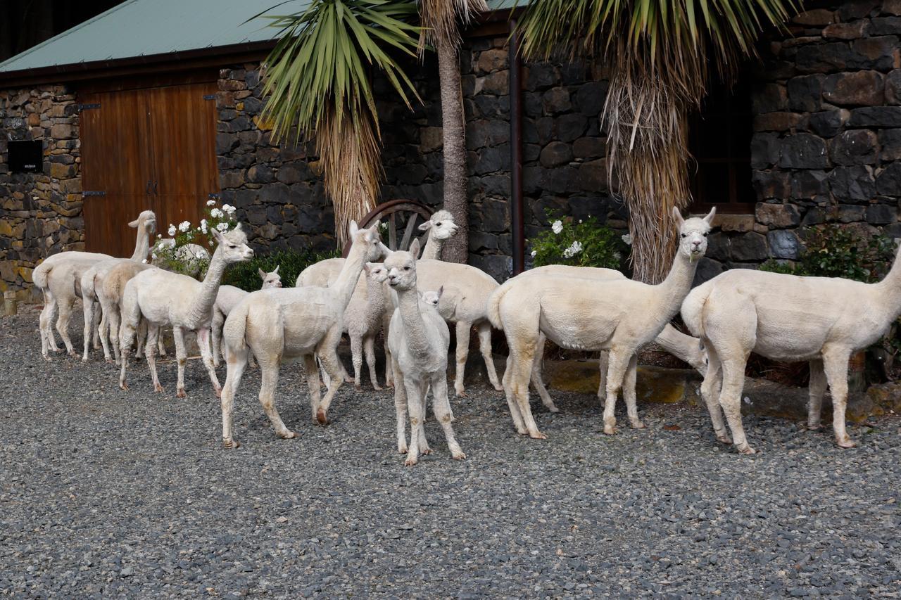 Alpaca Farmstay Dunedin Zewnętrze zdjęcie